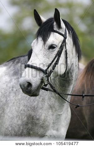 Head Shot Of A Purebred Gray Horse Rural Scene