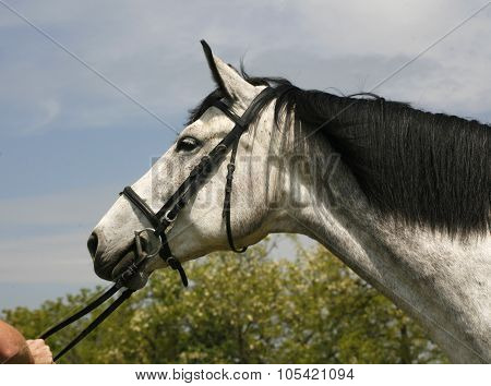 Side View Head Shot Of A Thoroughbred Gray Mare