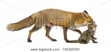 Mother fox carrying her cub (7 weeks old) in front of a white background