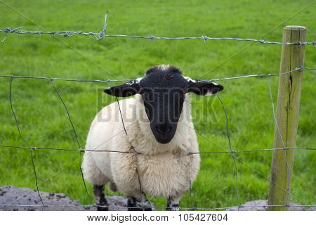 Lone Irish Sheep
