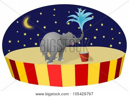 Circus elephant