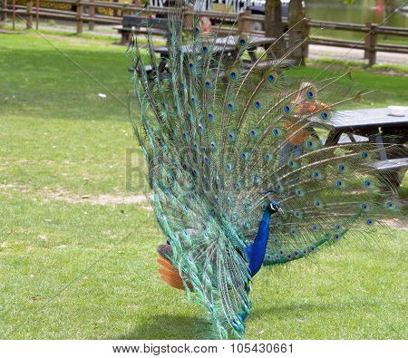 Peacock In Fota Cork