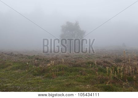 Amrum (germany) - Tree At Fog