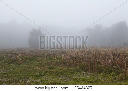 Amrum (germany) - Landscape At Fog