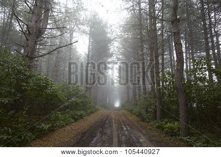 Amrum (germany) - Forest Path At Fog