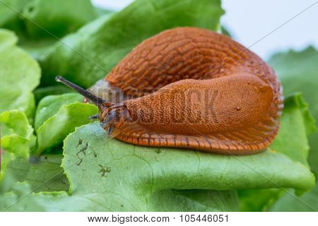 a slug in the garden eating a lettuce leaf. snail invasion in the garden