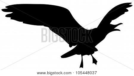 Seagull silhouette