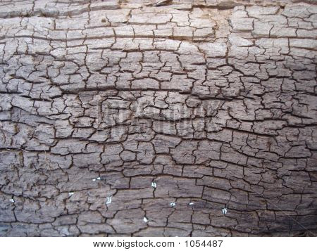 Cracky_Wood