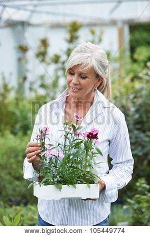 Mature Woman Choosing Plants At Garden Center