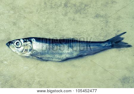 Sprat