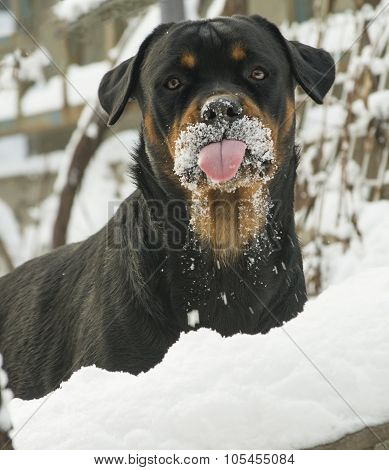 dog shows tongue