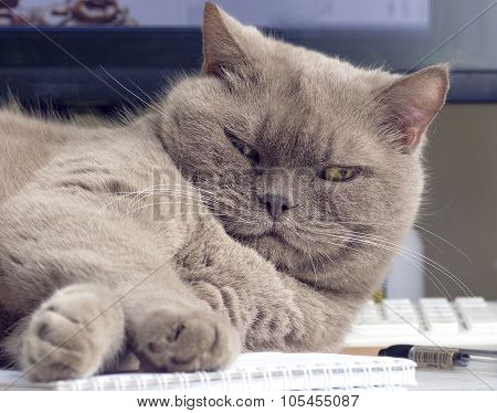 important office cat
