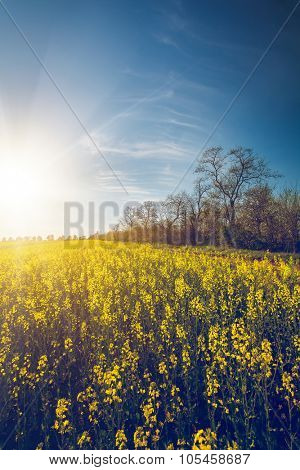 Beautiful nature landscape. yellow Flowers field in Bakota Park, Ukraine
