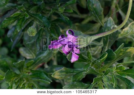 Purple flower.