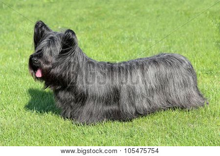Black Skye Terrier On A Green Grass Lawn