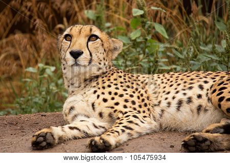Cheeta Resting In A Shade