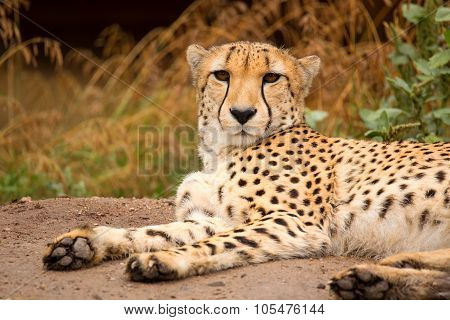 Cheeta Resting In A Shade