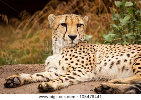 Cheeta Resting In A Shade