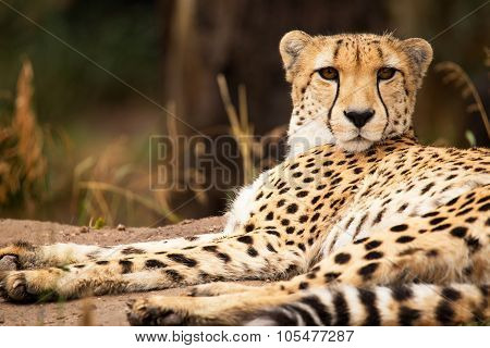 Cheeta Resting In A Shade