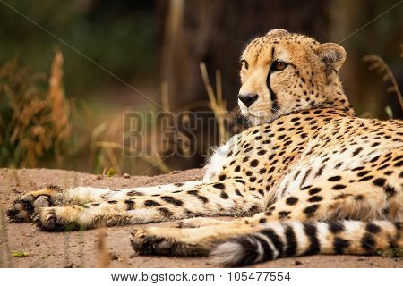 Cheeta Resting In A Shade