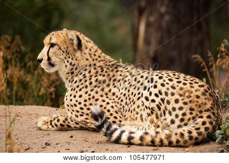 Cheeta Resting In A Shade