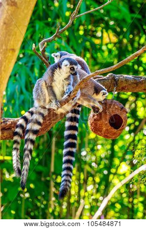 Ring-tailed Lemur