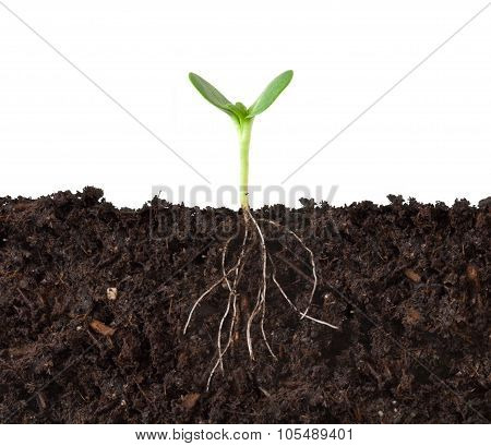 Cutaway Of Plant Growing In Dirt