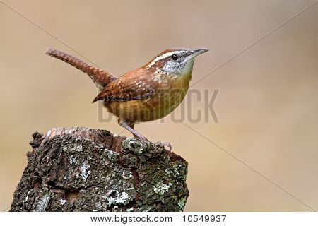 캐롤라이나 렌 (thryothorus Ludovicianus)