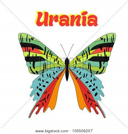 Butterfly urania vector illustration