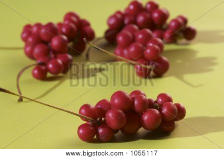 Schizandra