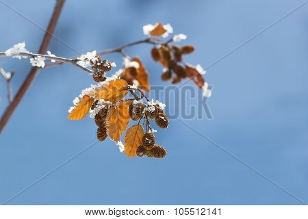 Alder Branch Autumn