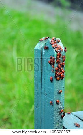 Red Bugs Sitting On The Fence