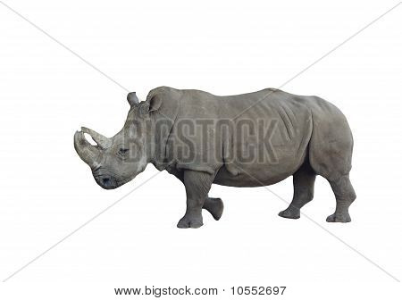 Nashorn
