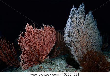 Sea Fans
