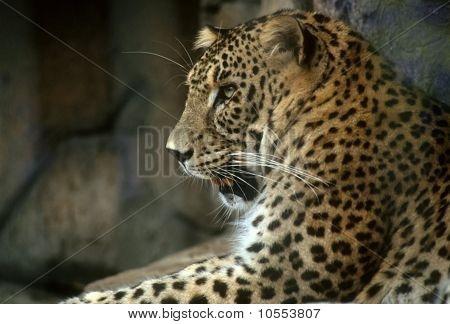 Leopardo persiano Golden