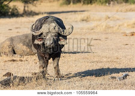 Cape Buffalo Standing In The Open Search For Possible Danger