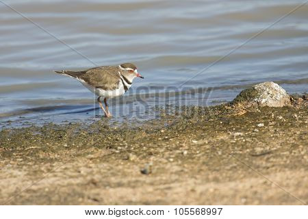 Small Three Banded Plover Wading On Muddy Shore Of A Pond