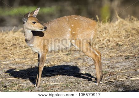 Bushbuck Doe Walking Along The Edge Of Pond Eating Grass