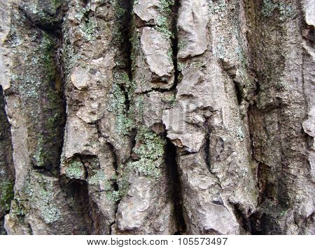 Wood