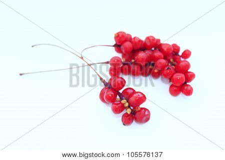 Branch Of Red Ripe Schisandra Isolated