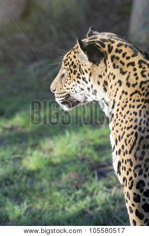 Hunting leopard calmy sitting in the sunshine