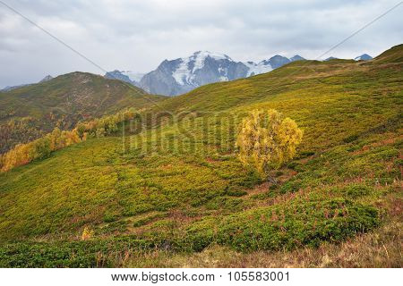 Autumn landscape. Cloudy day in the mountains. Birch on the mountain Mkheer. Zemo Svaneti, Georgia 