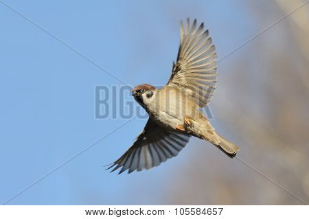Flying Tree Sparrow Against Bright Blue Sky Background