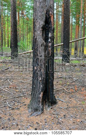 The Pine Trunk Which Scorched At Forest Fire.