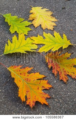 Autumn Leaves