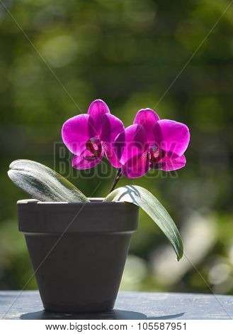 Orchid