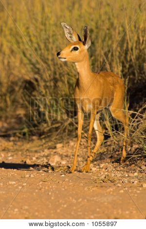 Portret Steenbuck