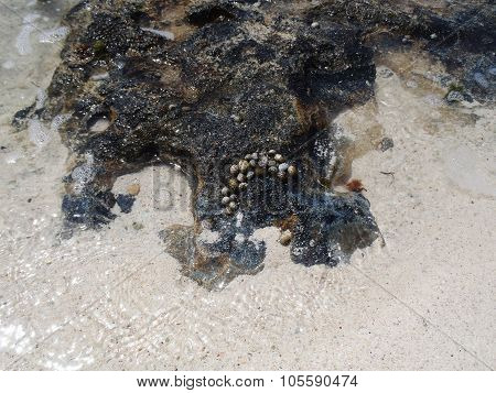 Group Of Sea Snails