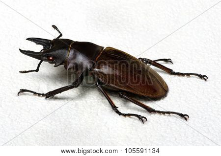 Stag beetle isolated on background
