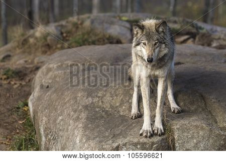 A lone Timber Wolf at play